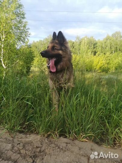 Немецкая овчарка вязка