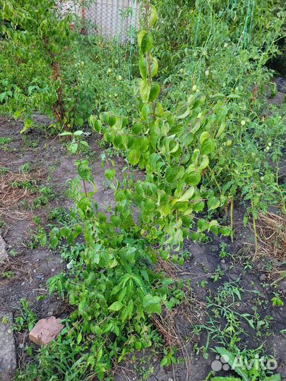 Кизиловое дерево