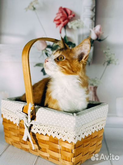 Рыжик на счастье