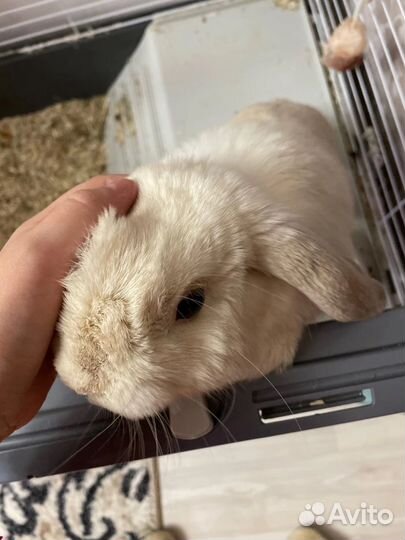 Кролик породы баран