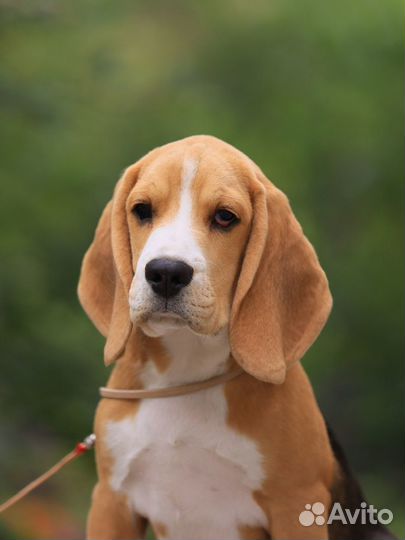 Щенок бигль мальчик