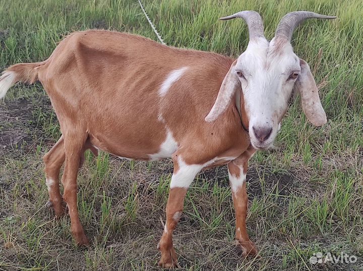 Козлик козочка козлята коза козёл мясо козлятина
