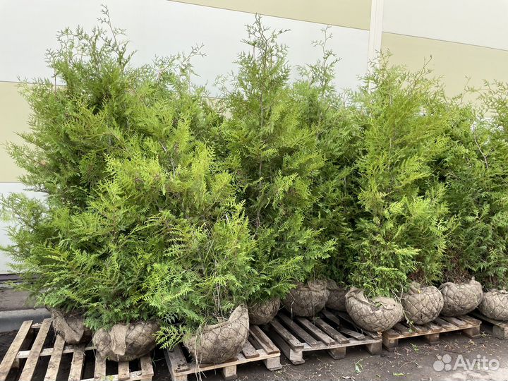 Туя брабант 200 см