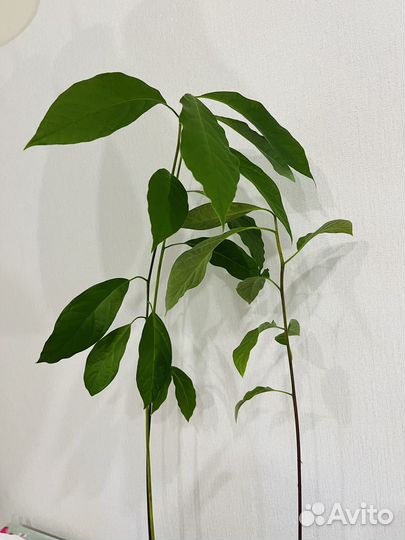 Авокадо растение