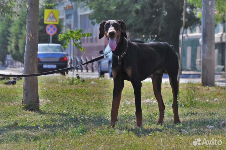 Саймон ищет семью