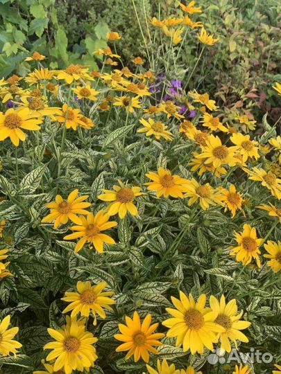 Саженцы, кустарники, многолетние цветы