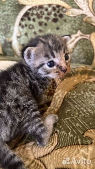 Кошка в дар бесплатно