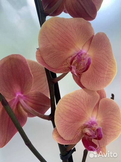 Орхидея Caribbean Dream