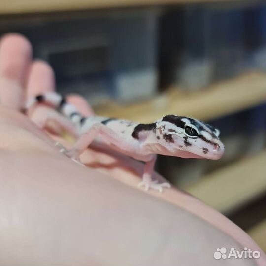 Иранский эублефар, геккон