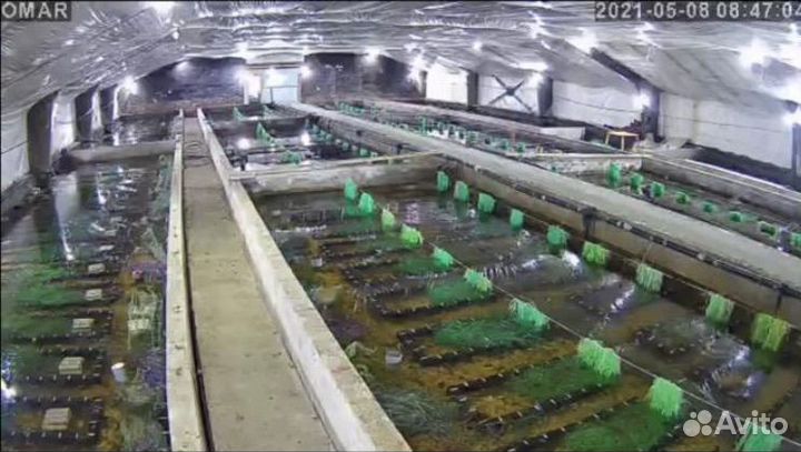 Австралийский красноклешневый рак