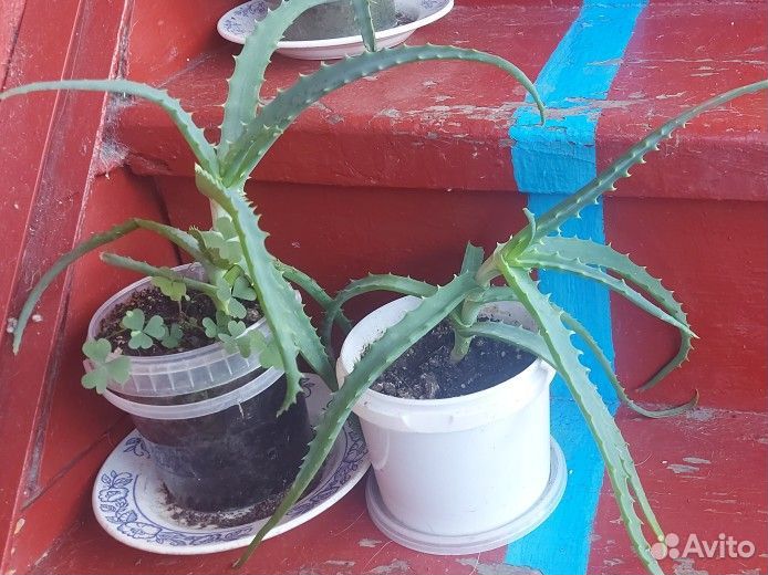 Алоэ столетник лечебный