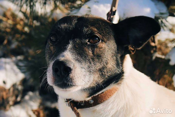 Собаки бесплатно