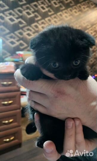 Шотландская