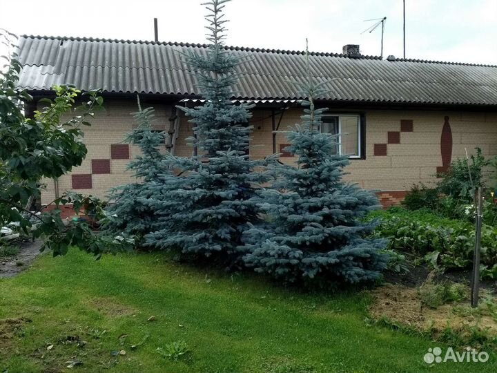 Продам: хвойные растения, декоративные кустарники