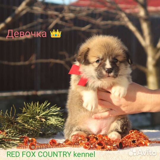 Щенки корги