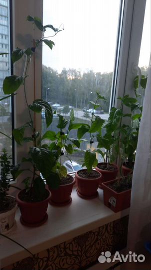 Пассифлора маракуйя