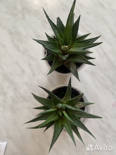 Сансевиерия Хавортия