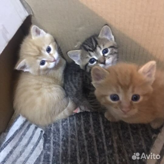 Котята в добрые руки