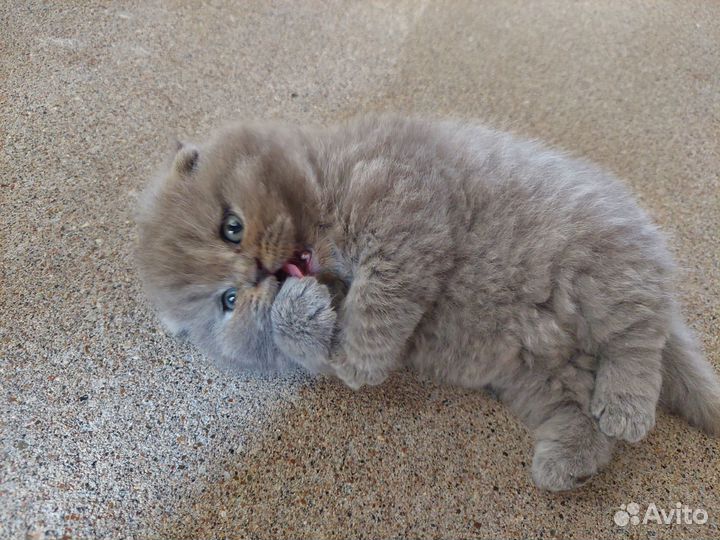 Шотладские вислоухие котята