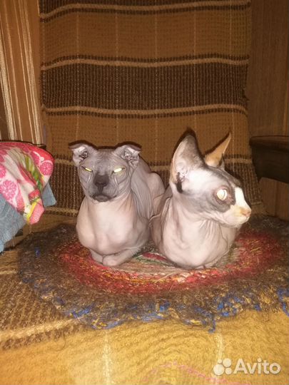 Котята сфинкс