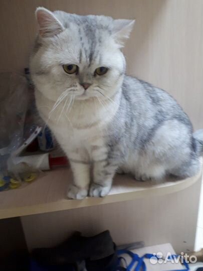Кот для вязки