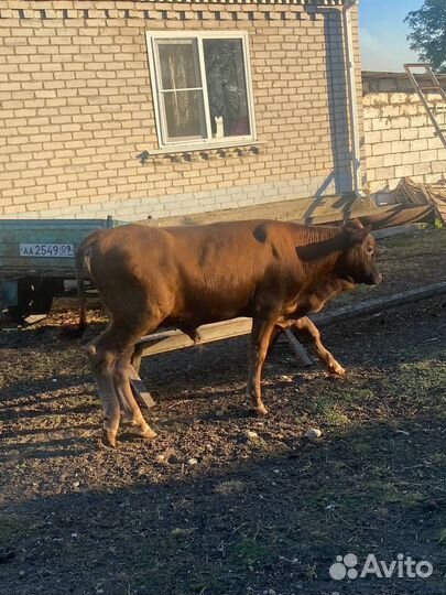 Коровы и быки