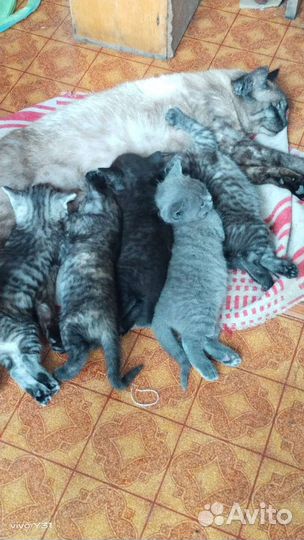 Котята в добрые руки