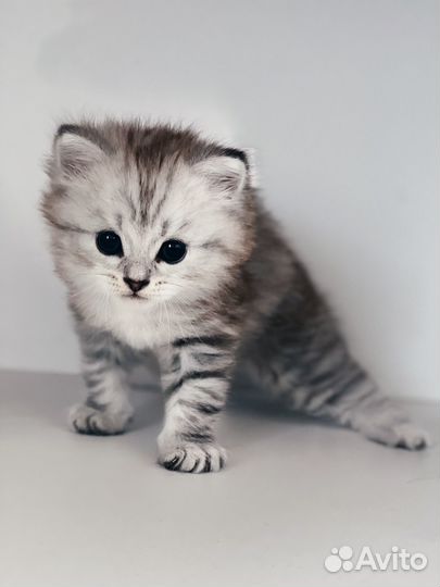 Котята сибирской породы