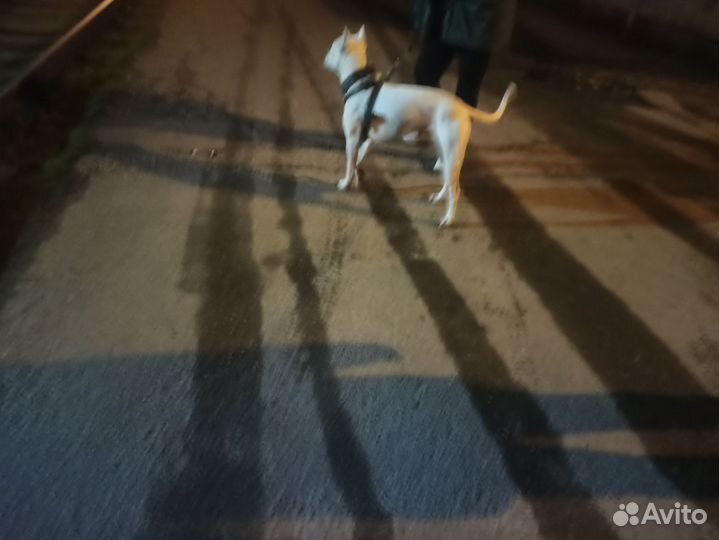 Случка собак