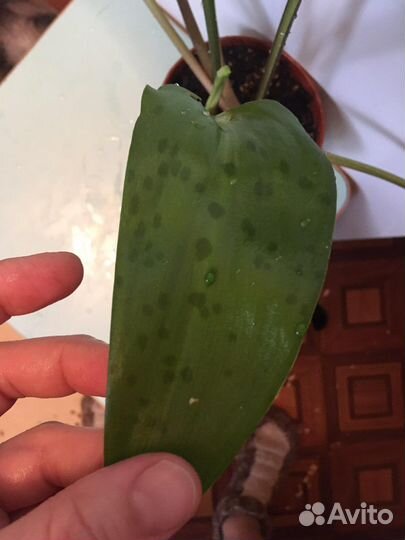 Дримиопсис пятнистый