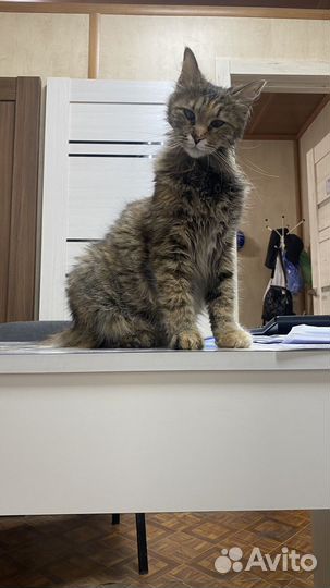 Кошка ищет семью