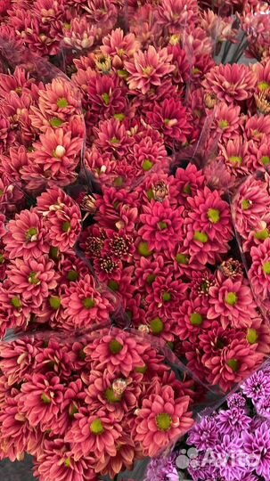 Кустовая Хризантема Оптом