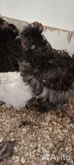 Петушки сизли