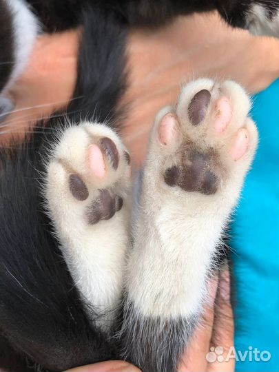 Котёнок Зорро в любящую семью