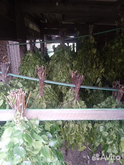 Продам березовые веники
