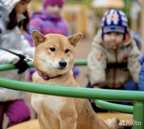 Собака для фотосессии