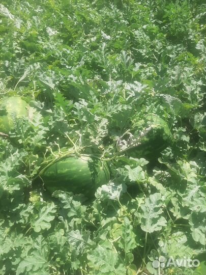 Арбуз каристан