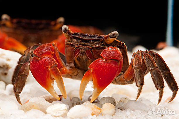 Мангровые крабы, радужный краб,саламандры и аксоло