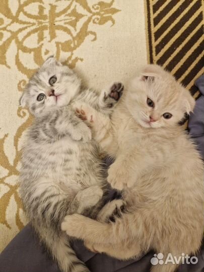 Шотландская