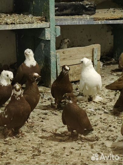 Голуби благодарненские продажа