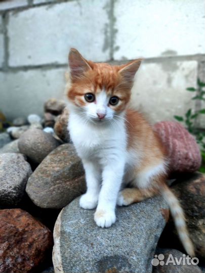 Рыжие котята в добрые руки