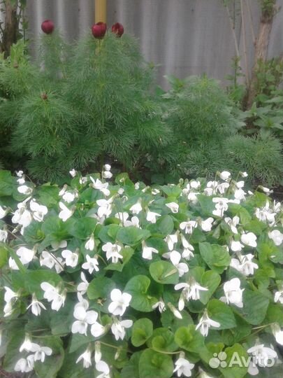 Почвопокровники (многолетники)