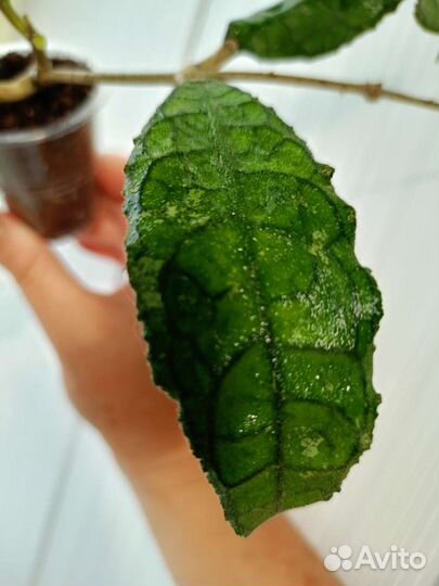 Хойя. Разные. 2