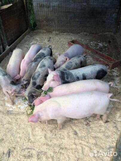 Поросята