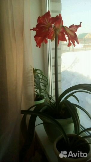 Геппеаструм