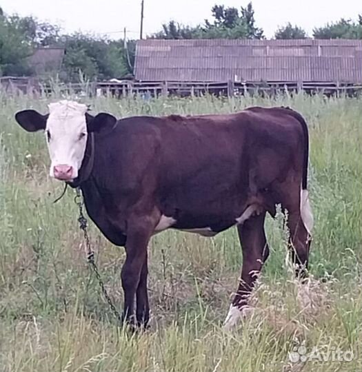 Телка, 8 месяцев