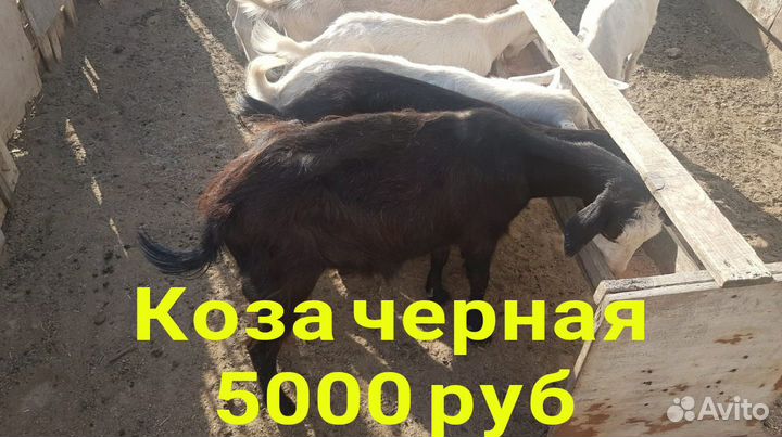 Козы