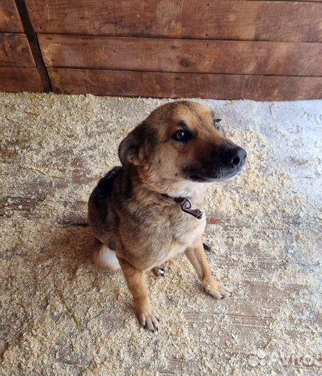 Предали и сдали в приют