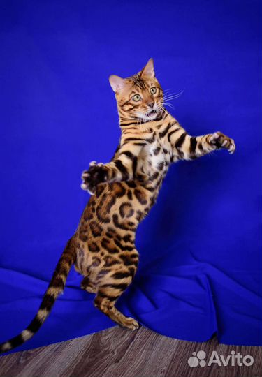 Бенгальский кот вязка