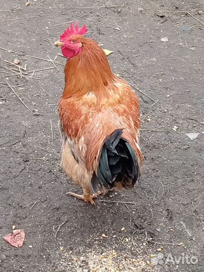 Петух ред бро 6 месяцев